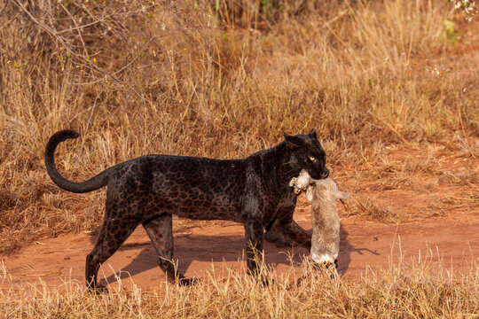 A black leopard with a dik-dik it caught in Mpala research centre in Laikipia, Kenya. 