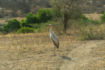 Yellowbilled Stork Scanning Its
