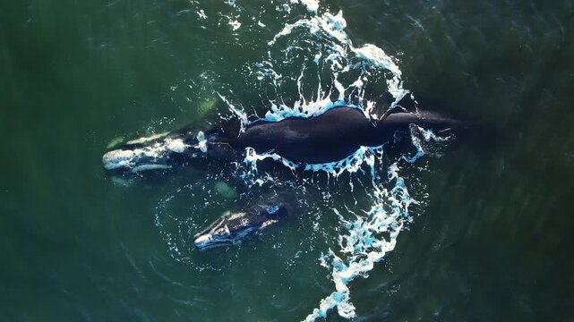 Bowhead whale family swimming together in calm blue ocean water, Mother cares calf. Aerial view pod of bowhead whale spouting hug play. Whale watching of migrate Baleen whales South Africa.