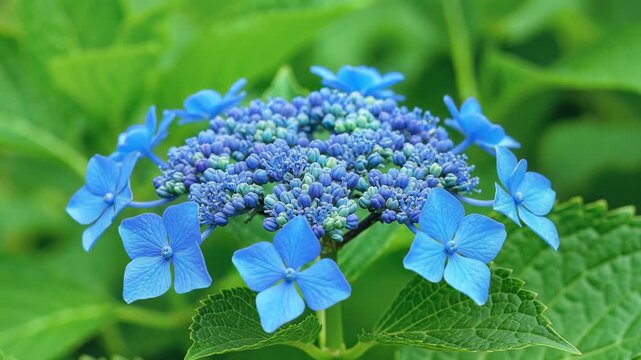 Close-up macro shot of vibrant blue hydrangea flower blooming with delicate petals unfolding in slow motion, symbolizing nature's beauty and growth.