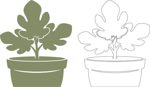 Green potted fig plant silhouettes sprout