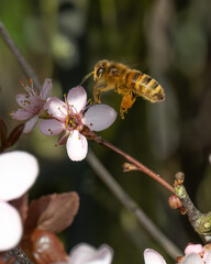 westliche Honigbiene  © ralf