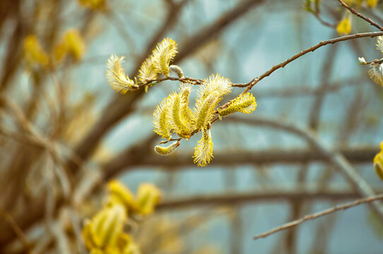Spring background processed in vintage tones, closeup of yellow buds of Salix caprea -goat willow, also known as the pussy willow or great sallow