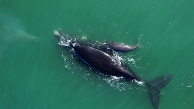 Bowhead whale family swimming together in calm blue ocean water, Mother cares calf. Aerial view pod of bowhead whale spouting hug play. Whale watching of migrate Baleen whales South Africa. Shark