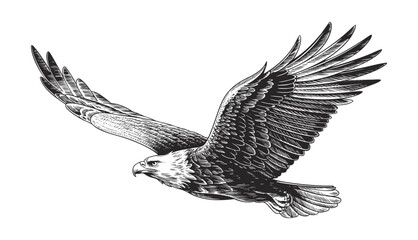 Flying eagle engraving illustration with spread wings in vintage retro ink line art. © Ranjit