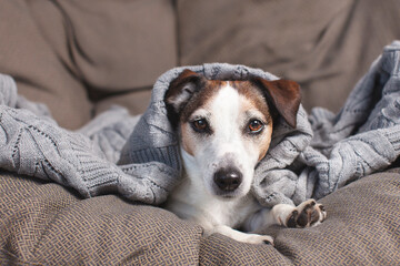 White Dog on soft sofa in living room, cute Pet looking at camera at home
