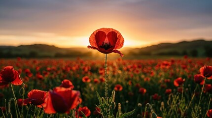 poppy field sunset remembrance anzac day red flower blooming in a vast meadow against a golden mountain horizon, symbolizing sacrifice and honoring veterans during the dawn service
