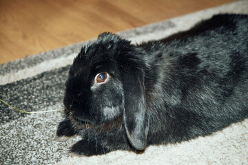 czarny królik  © Marcin Łazarczyk
