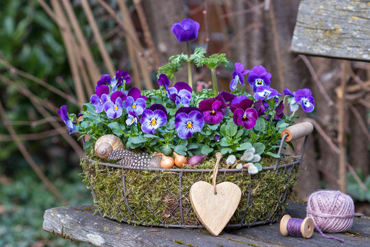 ila Hornveilchen (Viola cornuta) und Anemone coronaria  im Korb im Garten