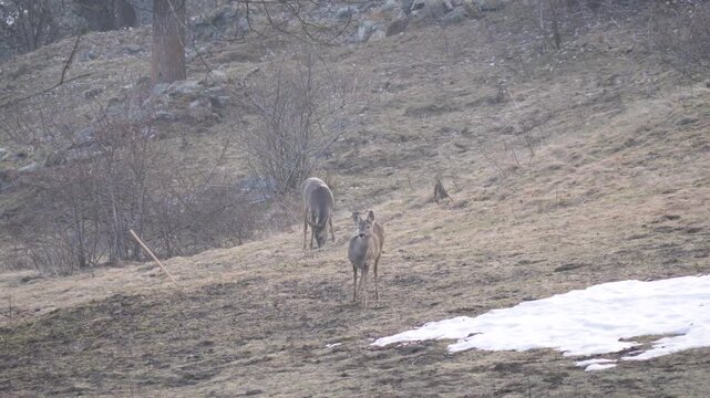Group of female Roe deer standing alert and grazing the grass in alpine forest. Wildlife winter scene in Italian Alps, natural behavior captured in 4K 60fps