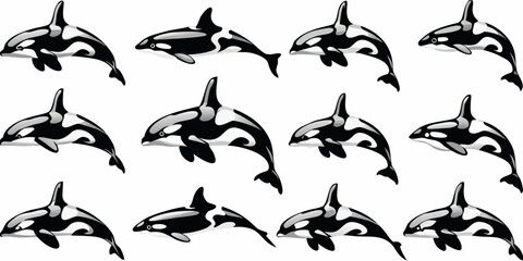 A collection of orca whales swimming in various poses © Rathin
