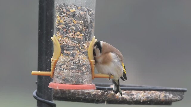 Chardonneret &eacute;l&eacute;gant &agrave; la mangeoire