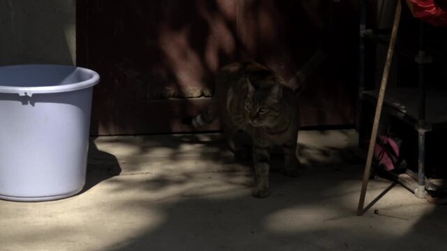Brown Tabby Cat Walking Around Rural Chinese Home Entrances