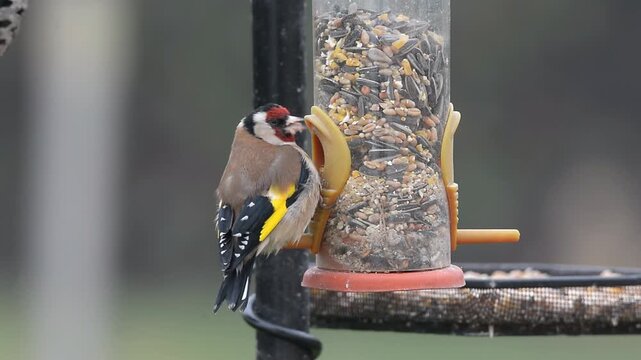 Chardonneret &eacute;l&eacute;gant &agrave; la mangeoire