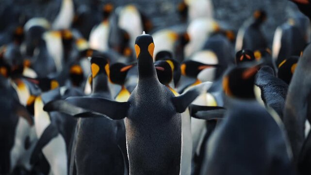 Cinematic Shot Of King Penguin Courtship In Colony On South Georgia Island