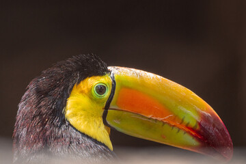 Fototapeta premium Toucan bird close-up portrait with colorful beak on dark background