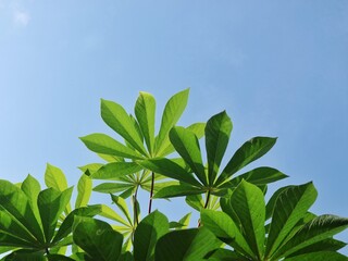 Obraz premium Low angle shot of lush green cassava leaves (Manihot esculenta) under a bright blue sky. Perfect for themes related to agriculture, nature, organic farming, and tropical background
