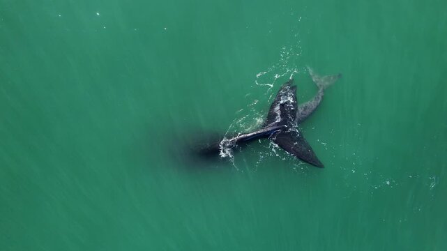 Bowhead whale family swimming together in calm blue ocean water, Amazing baby play with mother tale. Aerial view pod of bowhead whale spouting hug cares. Watching of migrate Baleen whales South Africa