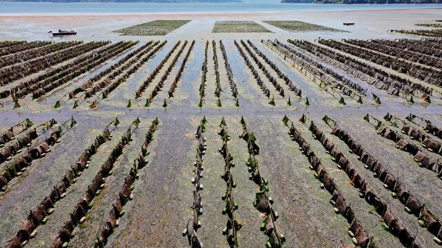 Drone footage capturing oyster farming in Hood Canal, where shellfish cultivation meets the quiet natural scenery of Washington&rsquo;s coastal waters.