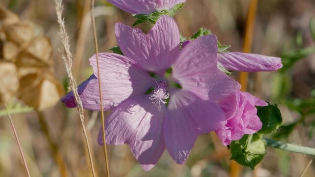 Pink mallow flower petals with prominent veins stand out against a background of dry grass in a sunlit wild field.
