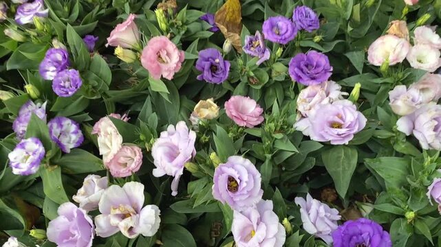 Video of purple and pale pink lisianthus flowers blooming densely in garden bed creating colorful spring floral background