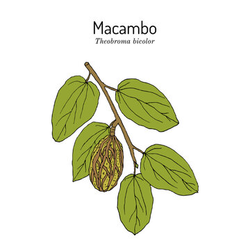 Mocambo, or jaguar tree (Theobroma bicolor), edible and medicinal plant. Hand drawn botanical vector illustration