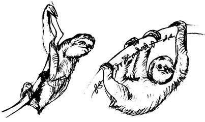 Fototapeta premium Hand drawn pencil sketch of sloths hanging on a branch, vector black and white illustration