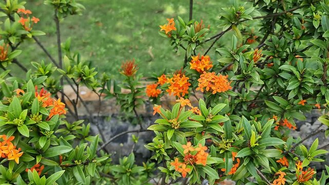 Vibrant orange Ixora coccinea flowers blooming in a tropical garden. Close-up of Jungle Geranium blossoms with lush green leaves under bright natural sunlight.