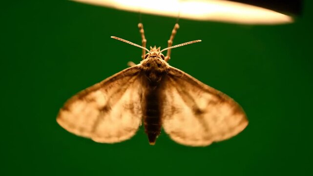 A delicate moth fluttering gently around a light source, isolated on solid green background summer, flying, background