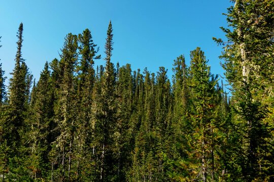 Coniferous mountain forest against the sky. Ergaki Nature Park