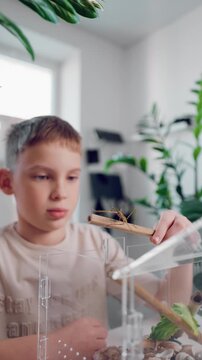 Stick insect crawling on bamboo stick held by child near an acrylic terrarium. School science project about insects, biology learning. Concept of curiosity, wildlife observation and nature education.