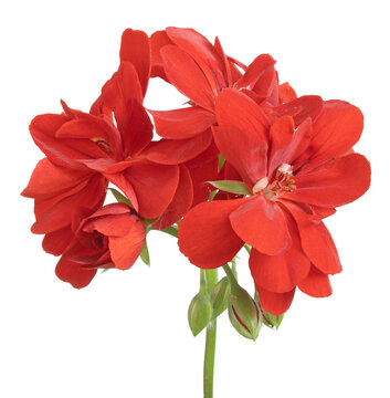 Fleur de G&eacute;ranium zonal rouge	