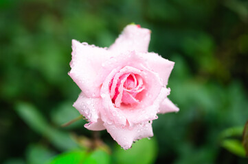 雨に濡れたバラ