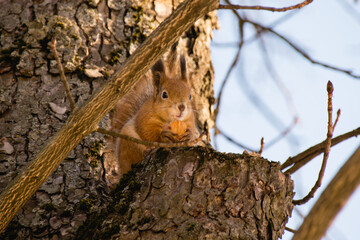 Fototapeta premium Nature, spring, squirrel on a tree with a nut. Sunny spring morning