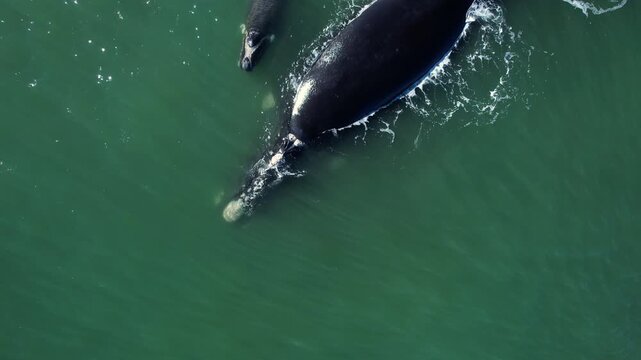 Aerial view pod of bowhead whale spouting hug cares. Bowhead whale family swimming together in calm blue ocean water, Amazing baby play with mother tale. Watching of migrate Baleen whales South Africa