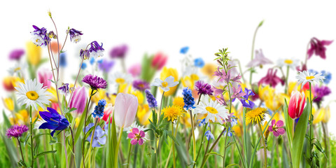 Different wild flowers in spring green grass isolated on transperent