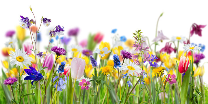 Different wild flowers in spring green grass isolated on transperent