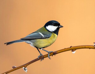 Obraz premium A small bird perches on a brown branch against a warm orange background