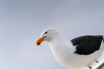 Obraz premium A seagull sits on the railing of a boat and looks attentively into the distance. The bird, with a white head, black back, and yellow beak, stands against a calm, bright sky and conveys a typical marit