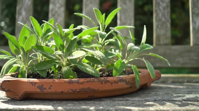 Fresh green sage plants in terracotta pot on wood surface, sunny day, herb garden.