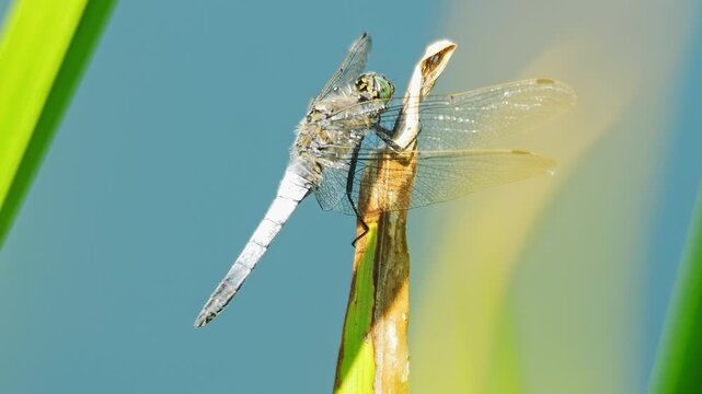 Black-Tailed Skimmer Dragonfly Resting on Reed &ndash; Blue Dragonfly Basking in Warm Morning Sun