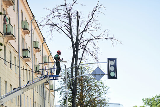 Professional municipal arborist in orange safety helmet using chainsaw from aerial bucket lift to trim overgrown tree branches in front of urban apartment building facade, worker pruning tree branches