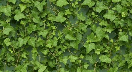 Obraz premium Green leaves on a vine wall.