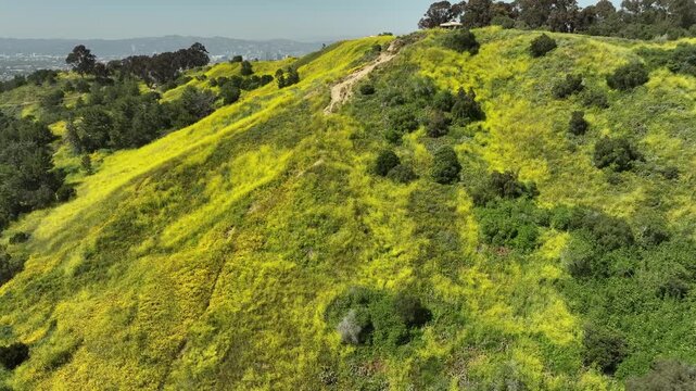 Mustard Flowers Super Bloom Aerial Shot Orbit L in Kenneth Hahn Park Los Angeles USA
