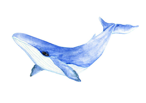 Watercolored Marine Animals Blue Whale.