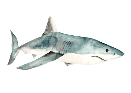 Watercolored Marine Animals Great White Shark