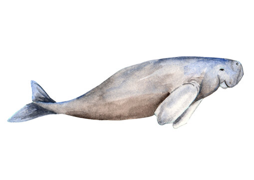 Watercolored Marine Animals Dugong Sea Cow
