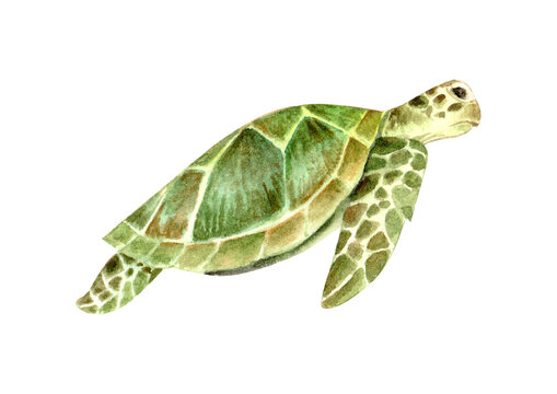 Watercolored Marine Animals Green Turtle