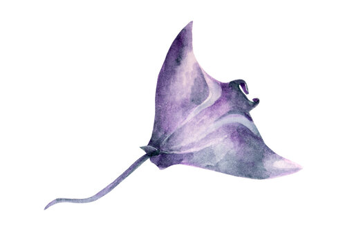 Watercolored Marine Animals Oceanic Manta Ray