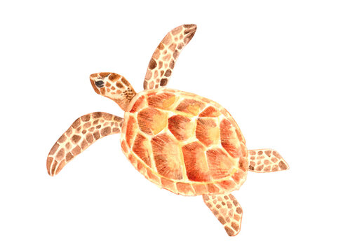 Watercolored Marine Animals Hawksbill Turtle